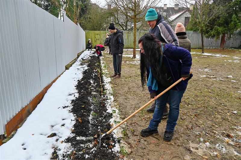 V minulém týdnu klienti EFFATHY a Kopretiny vysazovali cibulky tulipánů, které na jaře vykvetou na nově dokončené smyslové zahradě vybudované v rámci Koprojektů.